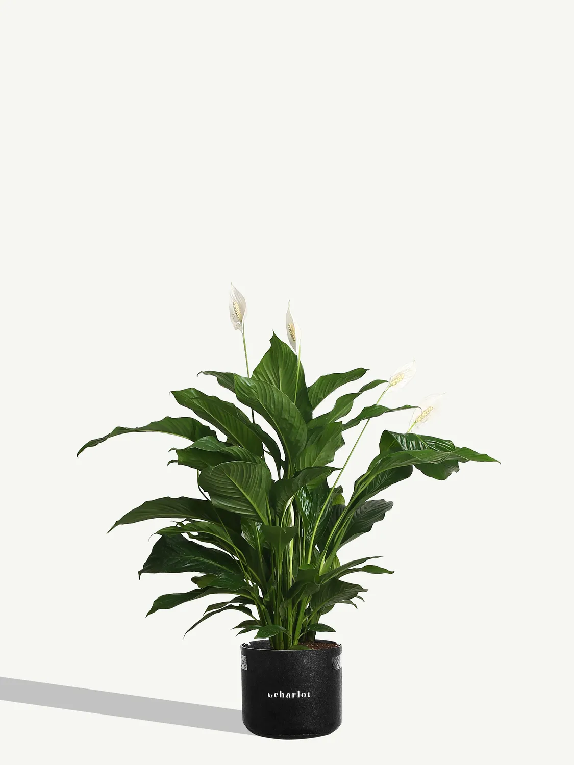 By Charlot L'Idole recharge plante XL