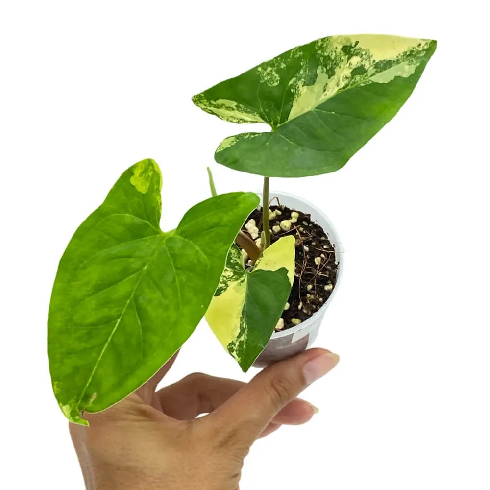 Plant and Stories Aurea syngonium plante intérieur pot 9cm
