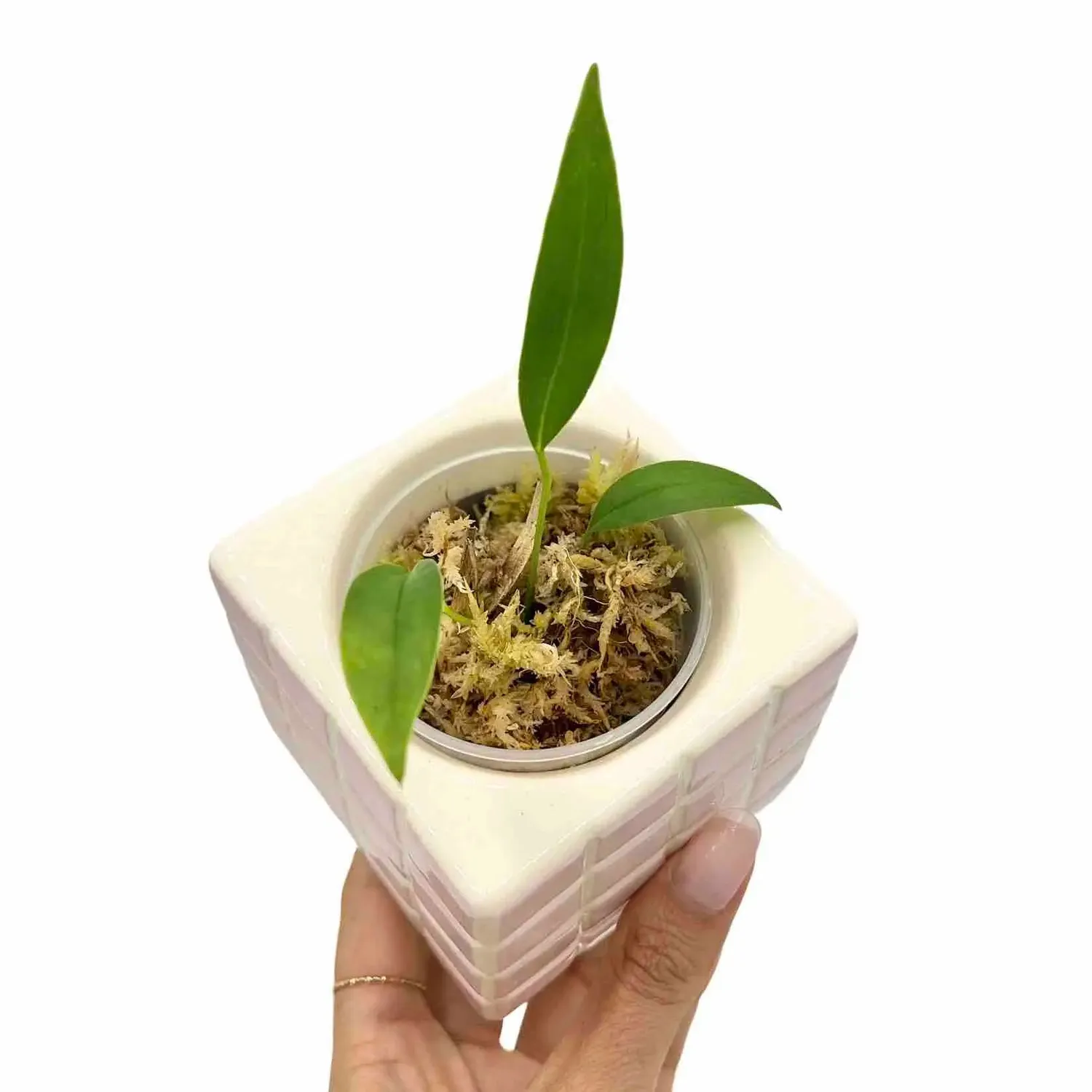 Plant and Stories Anthurium Bakeri plante pot 6 cm feuilles rubanées
