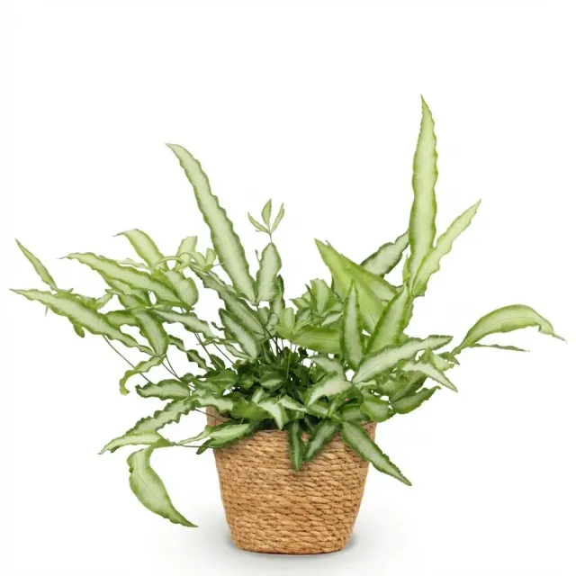 Plant and Stories Pteris Cretica Albolineata fougère pot 12cm 20-30cm