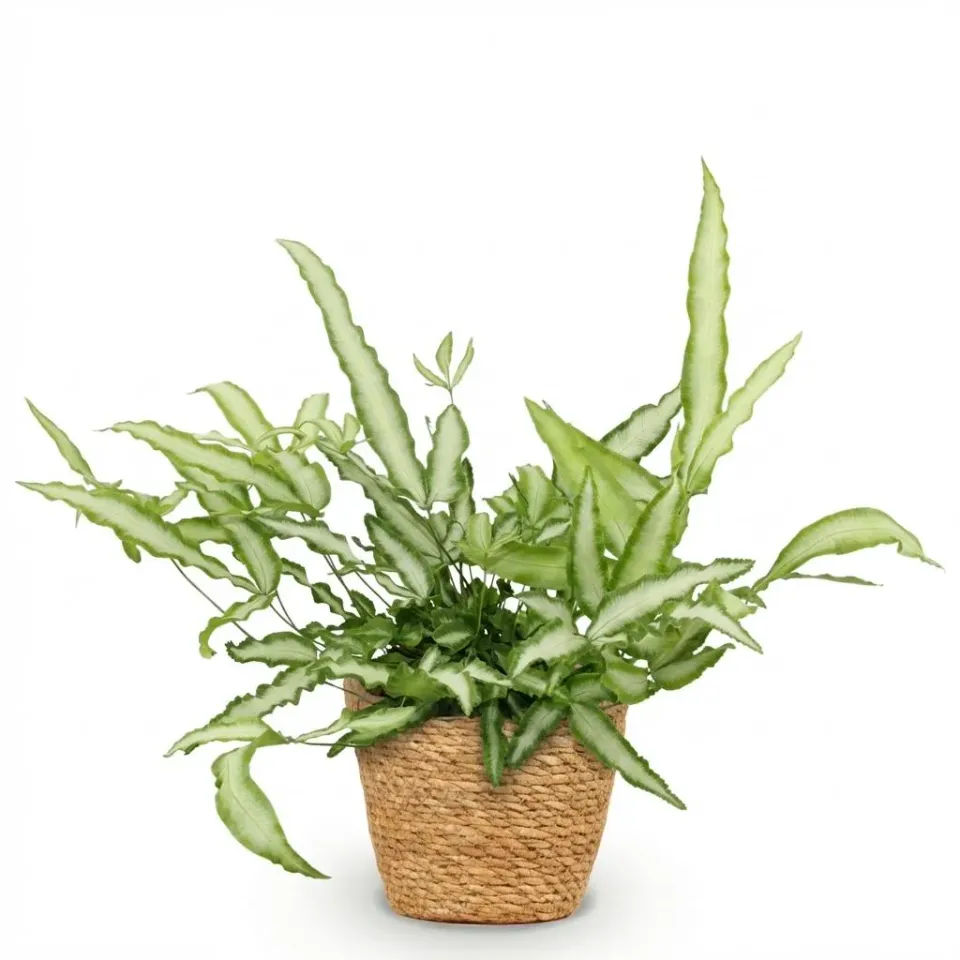 Plant and Stories Pteris Cretica Albolineata fougère pot 12cm 20-30cm