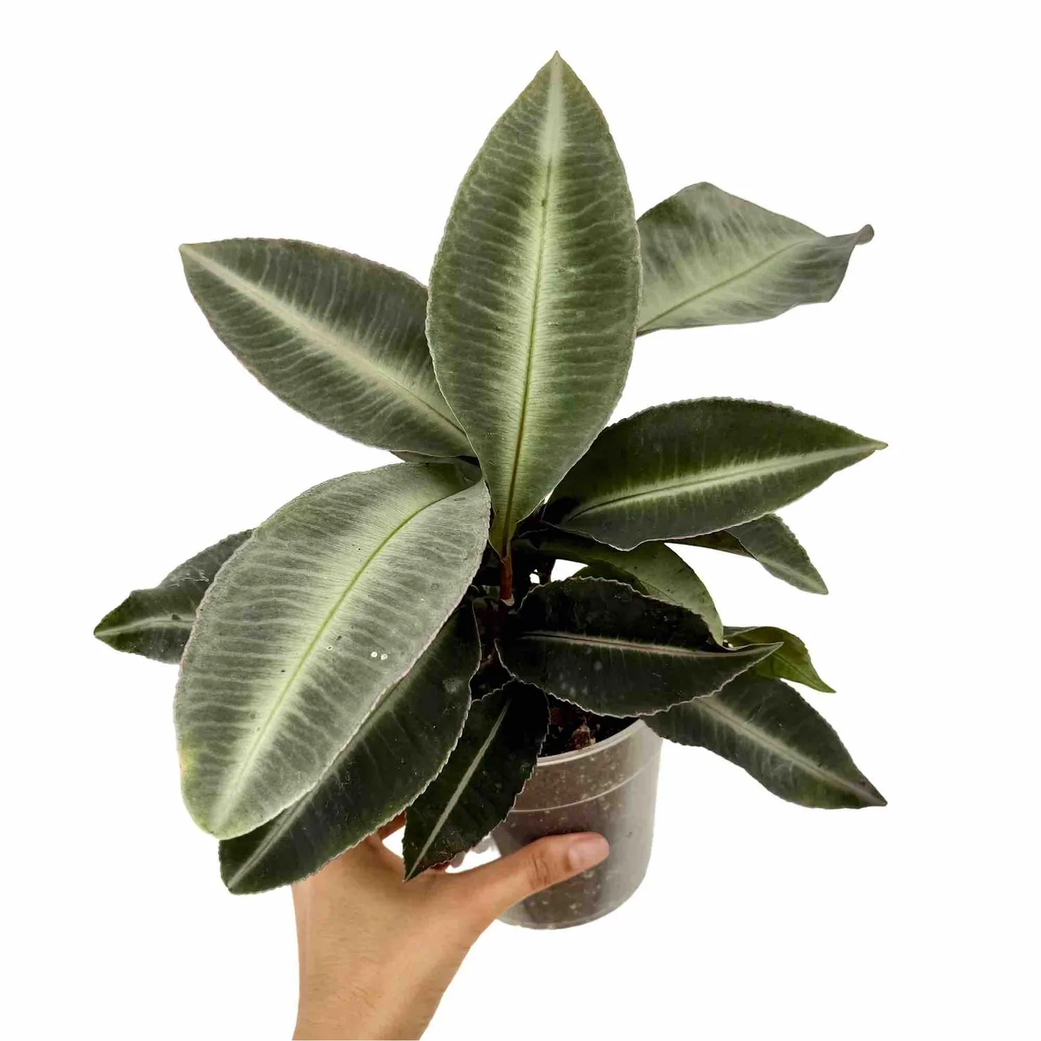 Plant and Stories Labisia Pumila plante pot 12 cm veinée