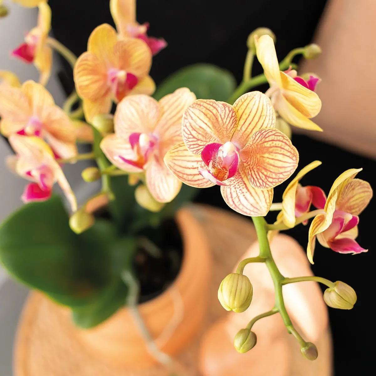Plant and Stories Phalaenopsis Orchidée Orange Coffret Cadeau