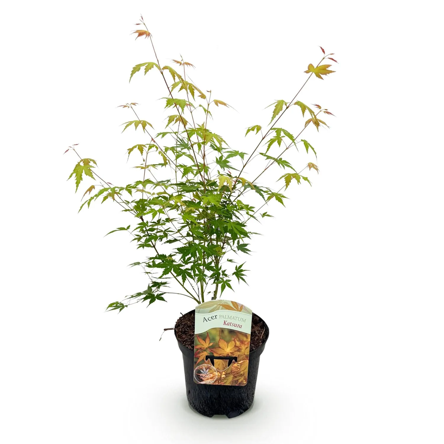 Plant and Stories Acer Katsura érable pot 19 cm flamboyant