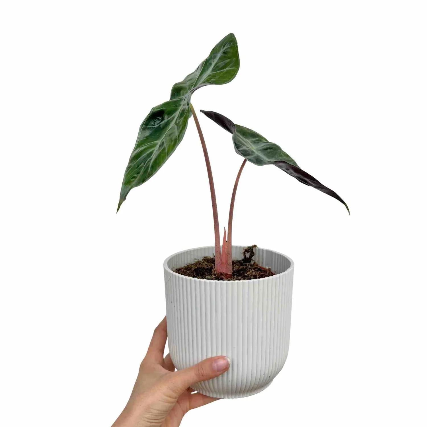 Plant and Stories Alocasia Pink Dragon plante intérieur pot 6 cm