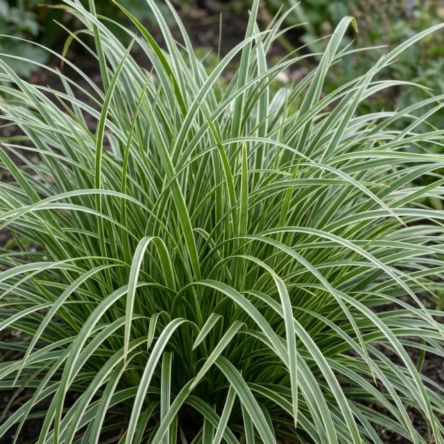 Plant and Stories Carex Ice Dance pot 11 cm 1 plant