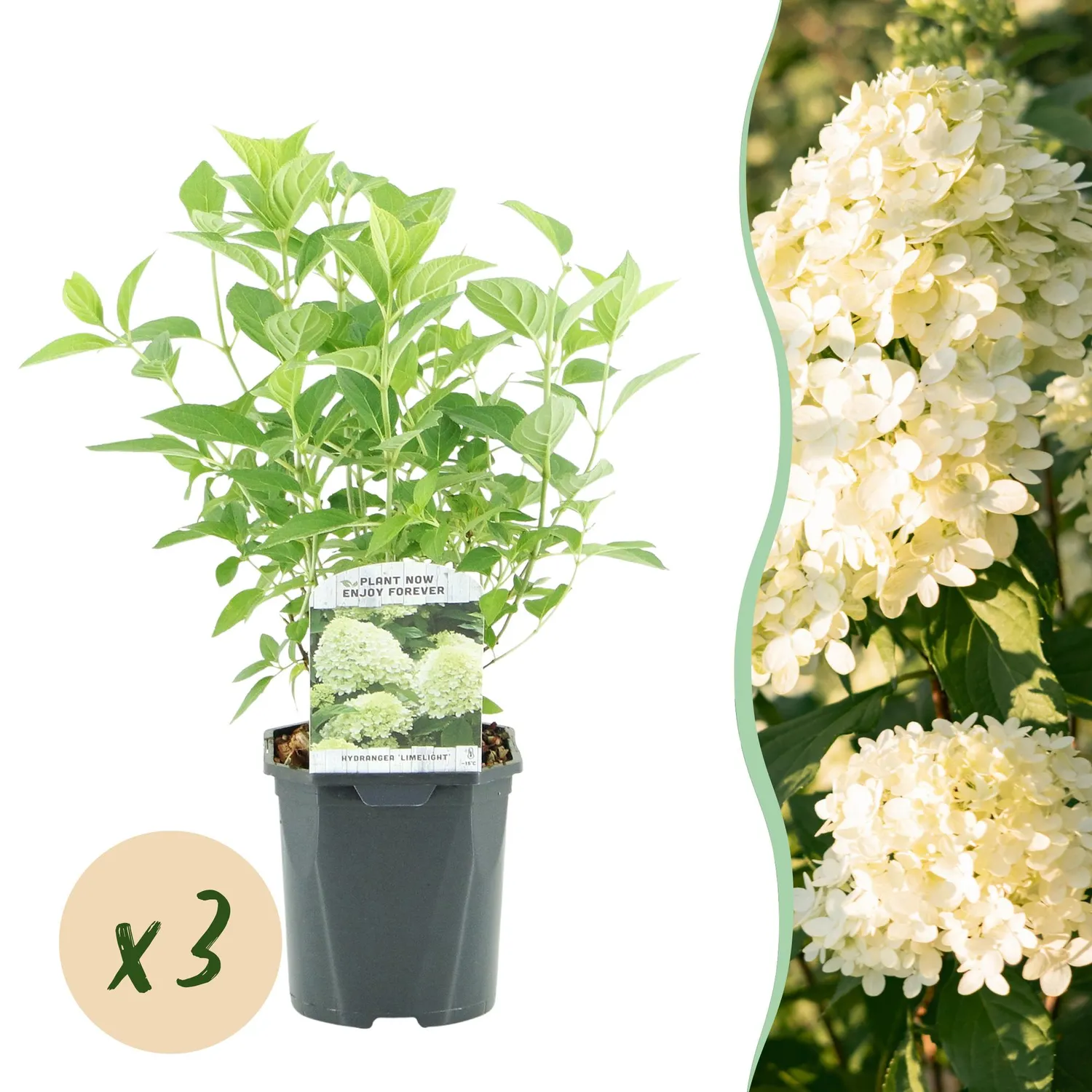 Plant and Stories Limelight hortensia 1 plant pot 17 cm rustique