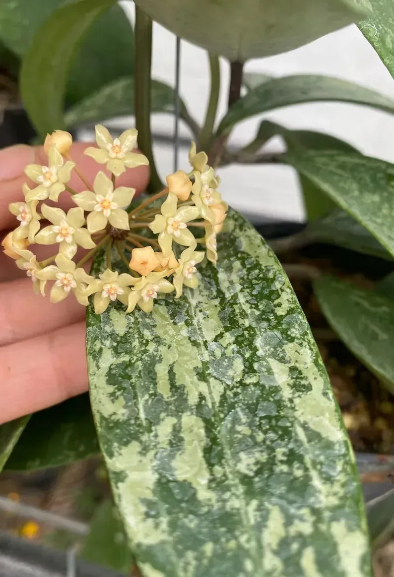 Plant and Stories Rangsan hoya grimpante pot 6cm