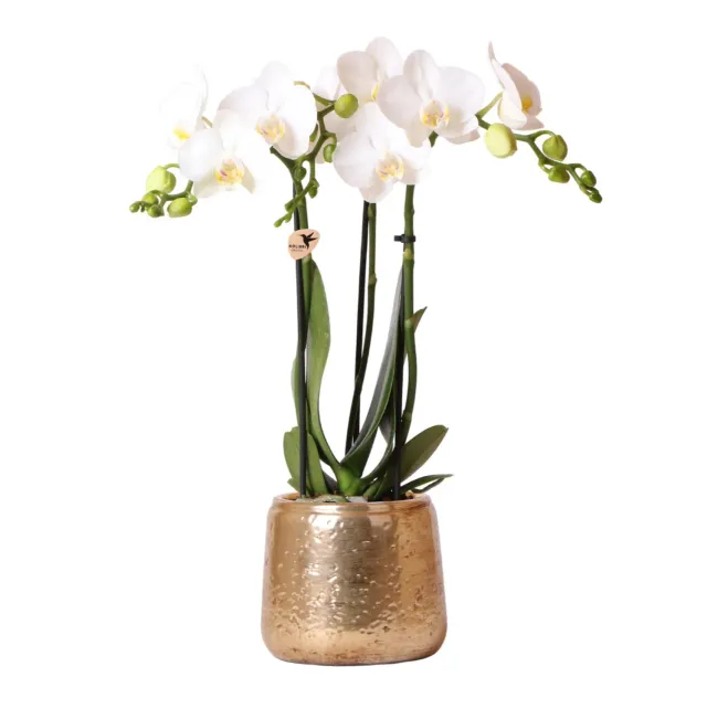 Plant and Stories Phalaenopsis Amabilis orchidée blanche cache-pot doré