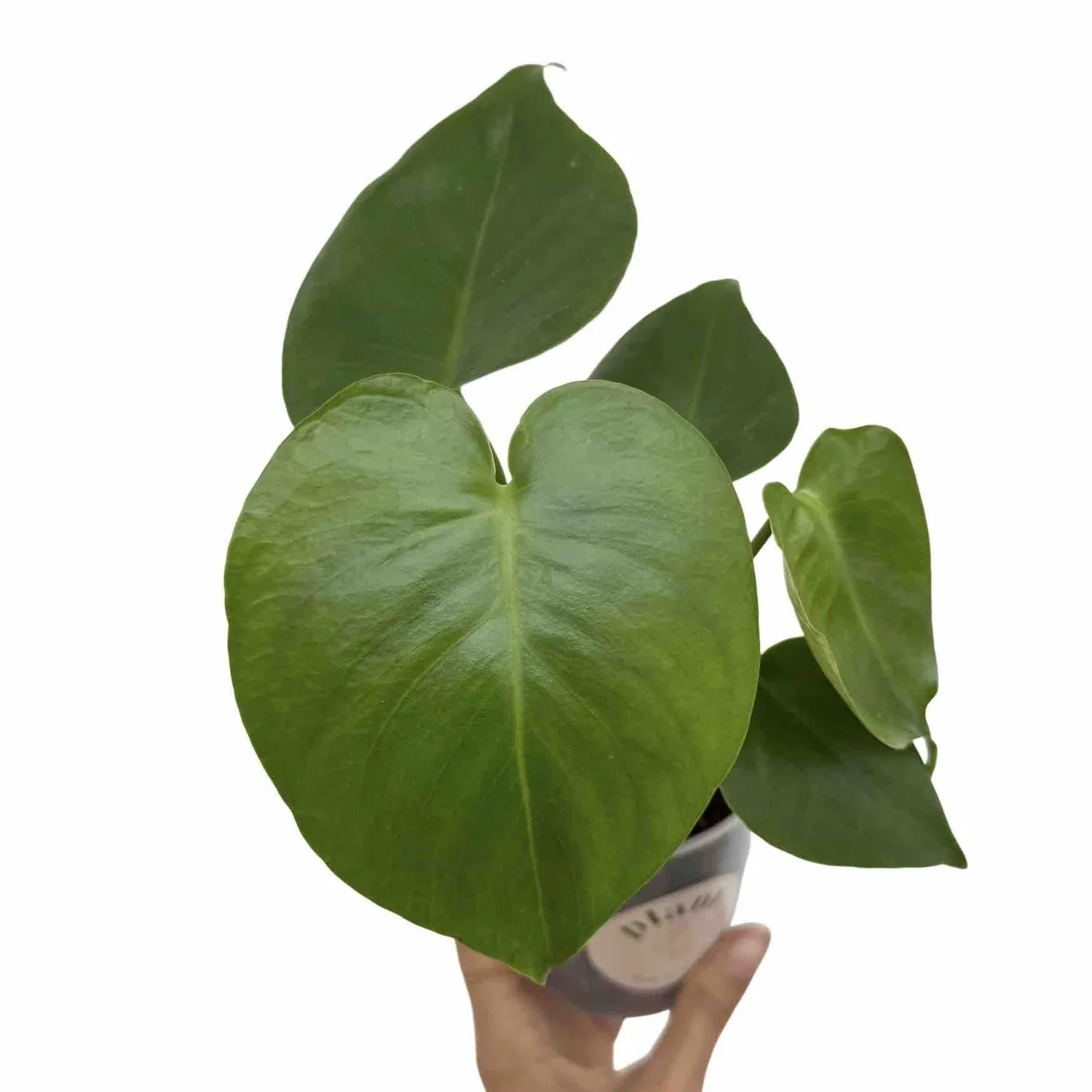 Plant and Stories Monstera Deliciosa plante pot 6cm découpée