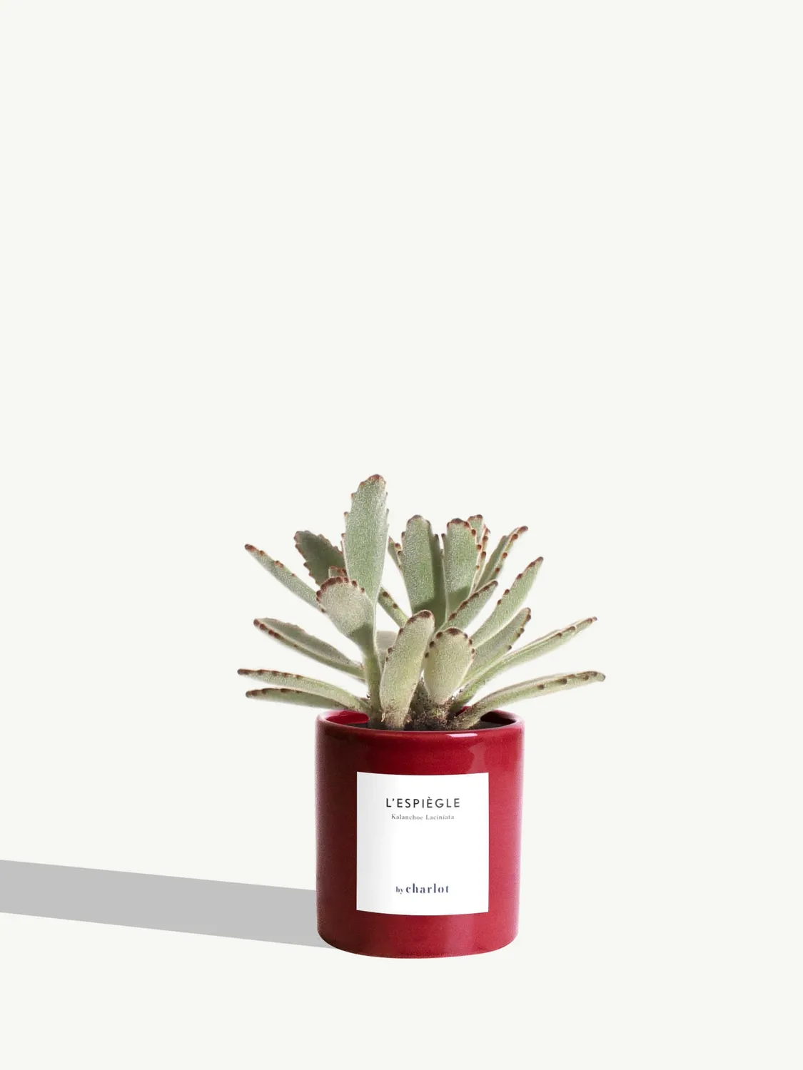 By Charlot L’Espiègle kalanchoe plante XS pot 8 cm