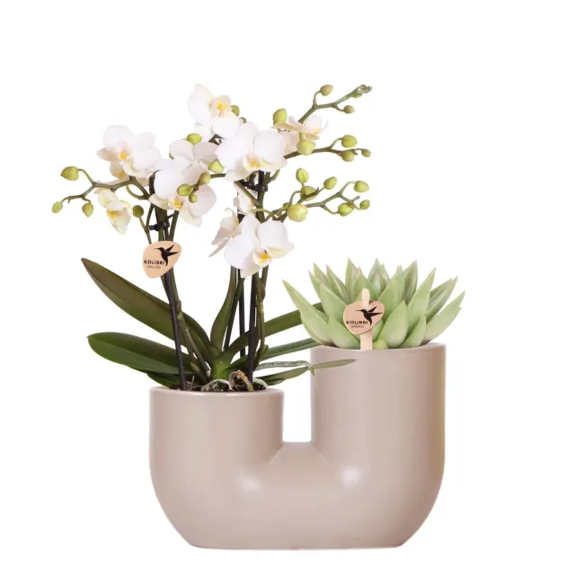 PLANT AND STORIES Phalaenopsis Zürich orchidée pot 9 cm blanche