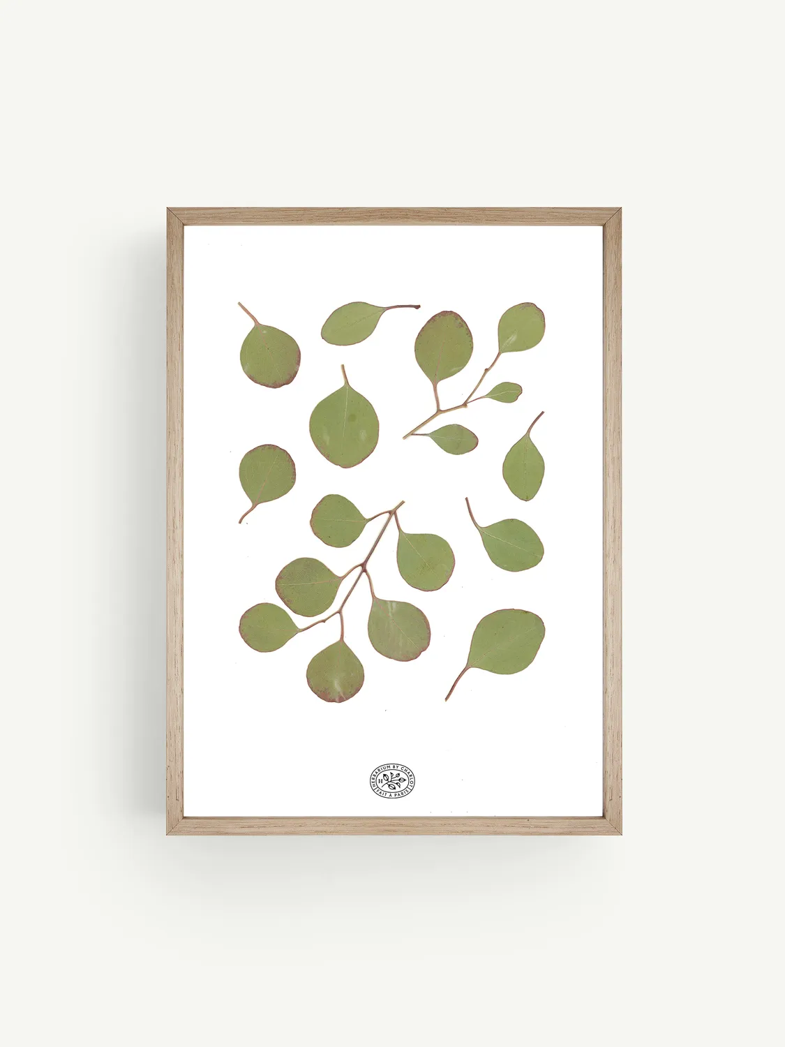 By Charlot herbier Eucalyptus Blanc 21x30 cm