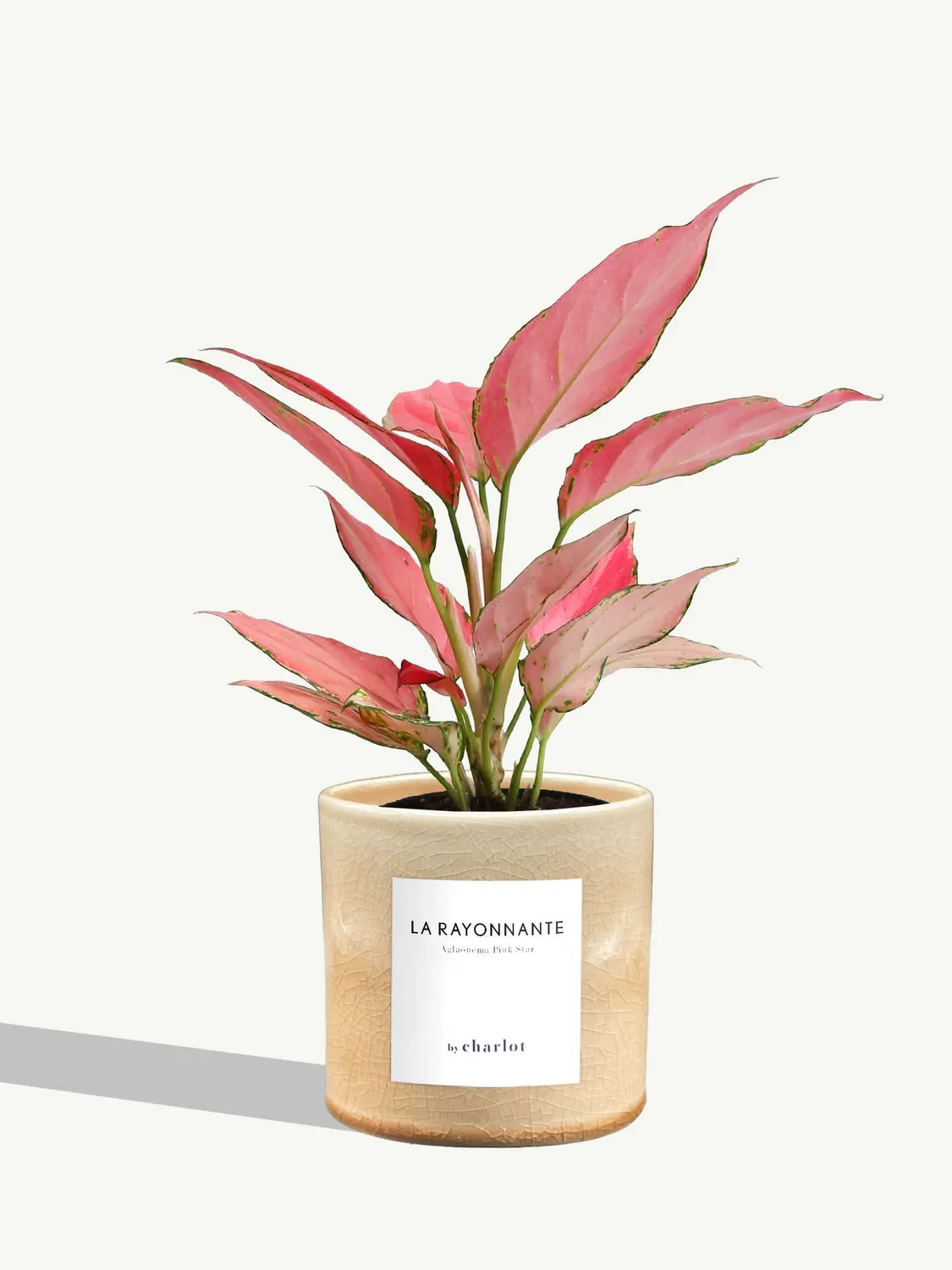 By Charlot La Rayonnante plante pot S aglaonema rose