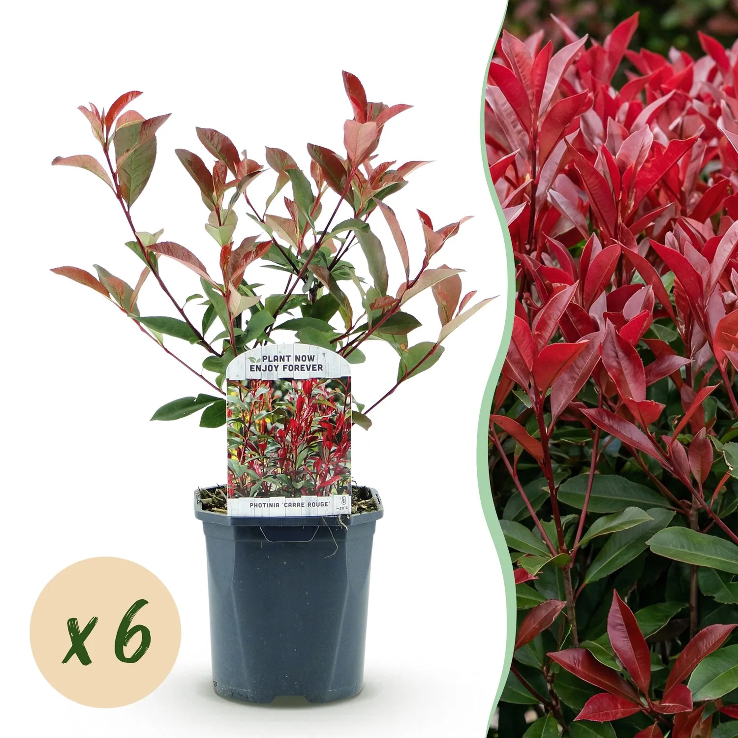 Plant and Stories Carré Rouge photinia haie pot 17cm