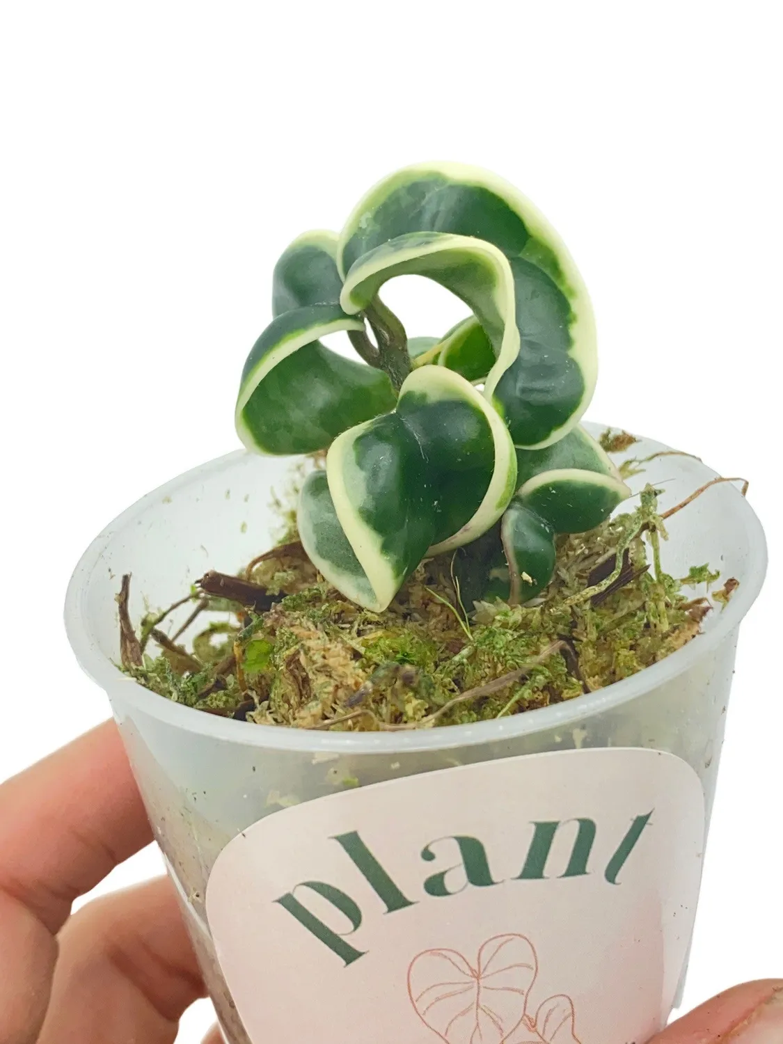 Plant and Stories Compacta Variegata hoya panachée pot 6 cm