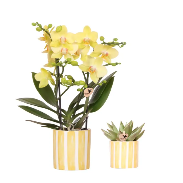 PLANT AND STORIES Phalaenopsis Albenga orchidée jaune pot 9 cm coffret