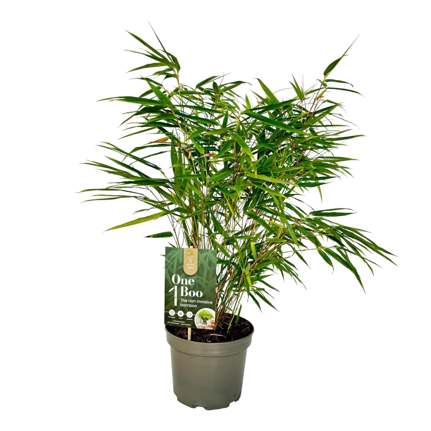 Plant and Stories Fargesia Rufa bambou brise-vue 1 plant pot 17 cm