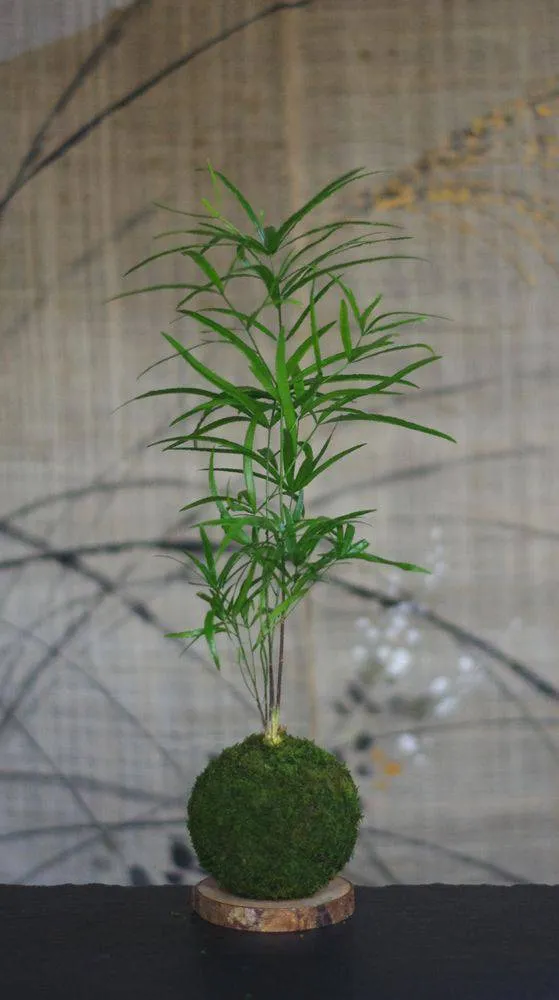Aquaphyte Neodyme kokedama asparagus magnet 8 cm