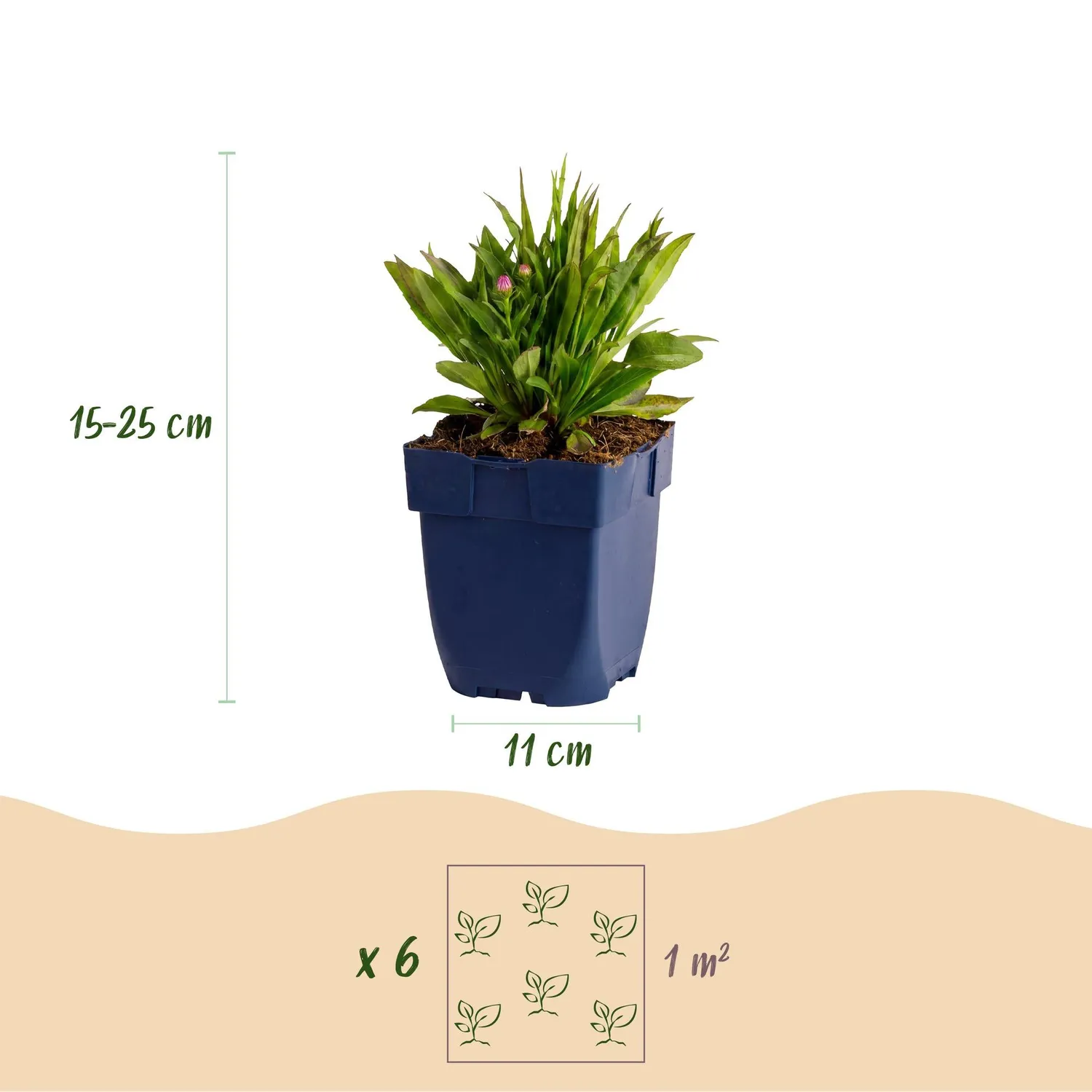 Plant and Stories Wood's Pink aster vivace 1 plant