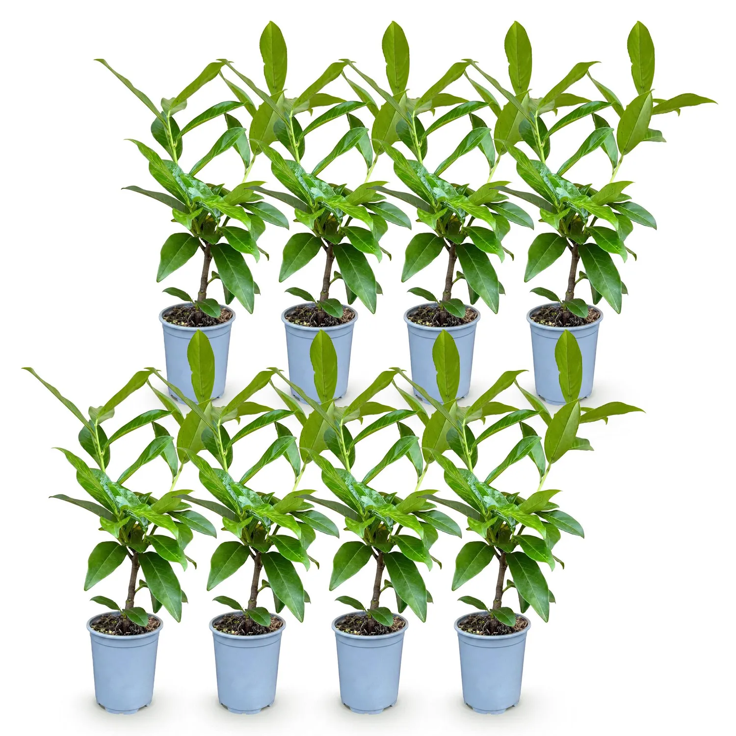 Plant and Stories Laurier Novita haie persistante 8 plants 9cm