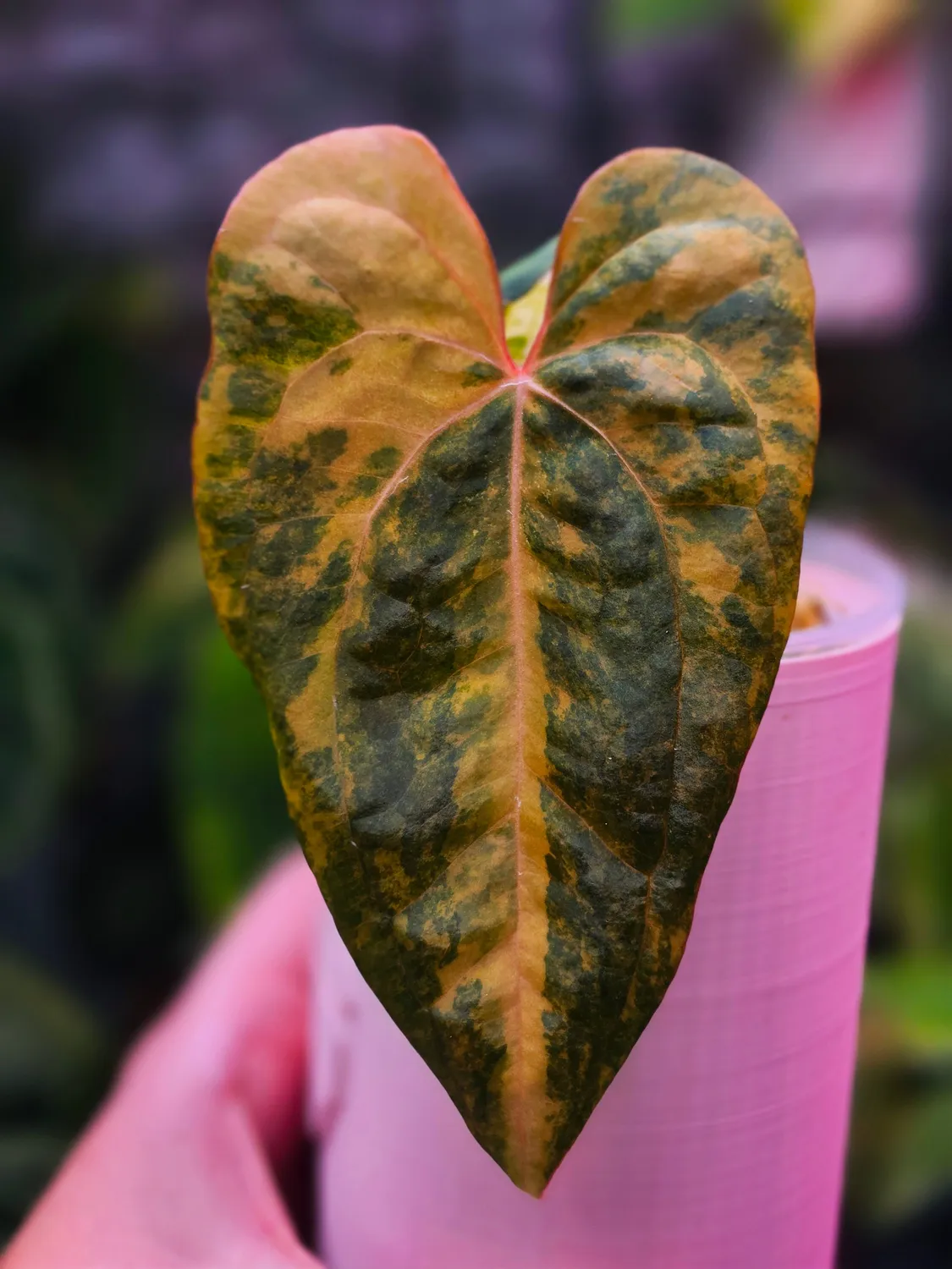 plant.ess Black Venom x RVDP anthurium 2 feuilles panaché