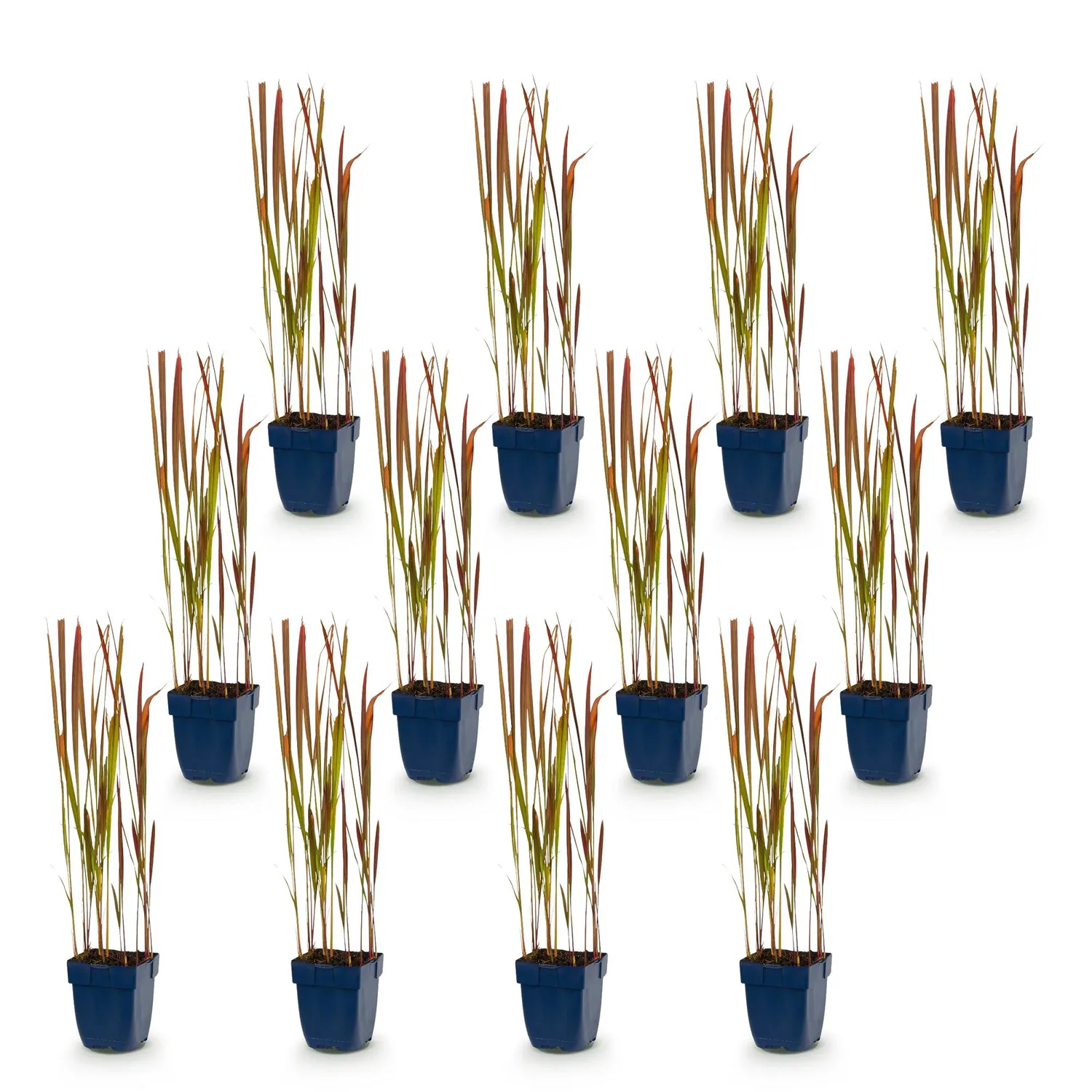 Plant and Stories Imperata Red Baron graminée 1 plant rouge