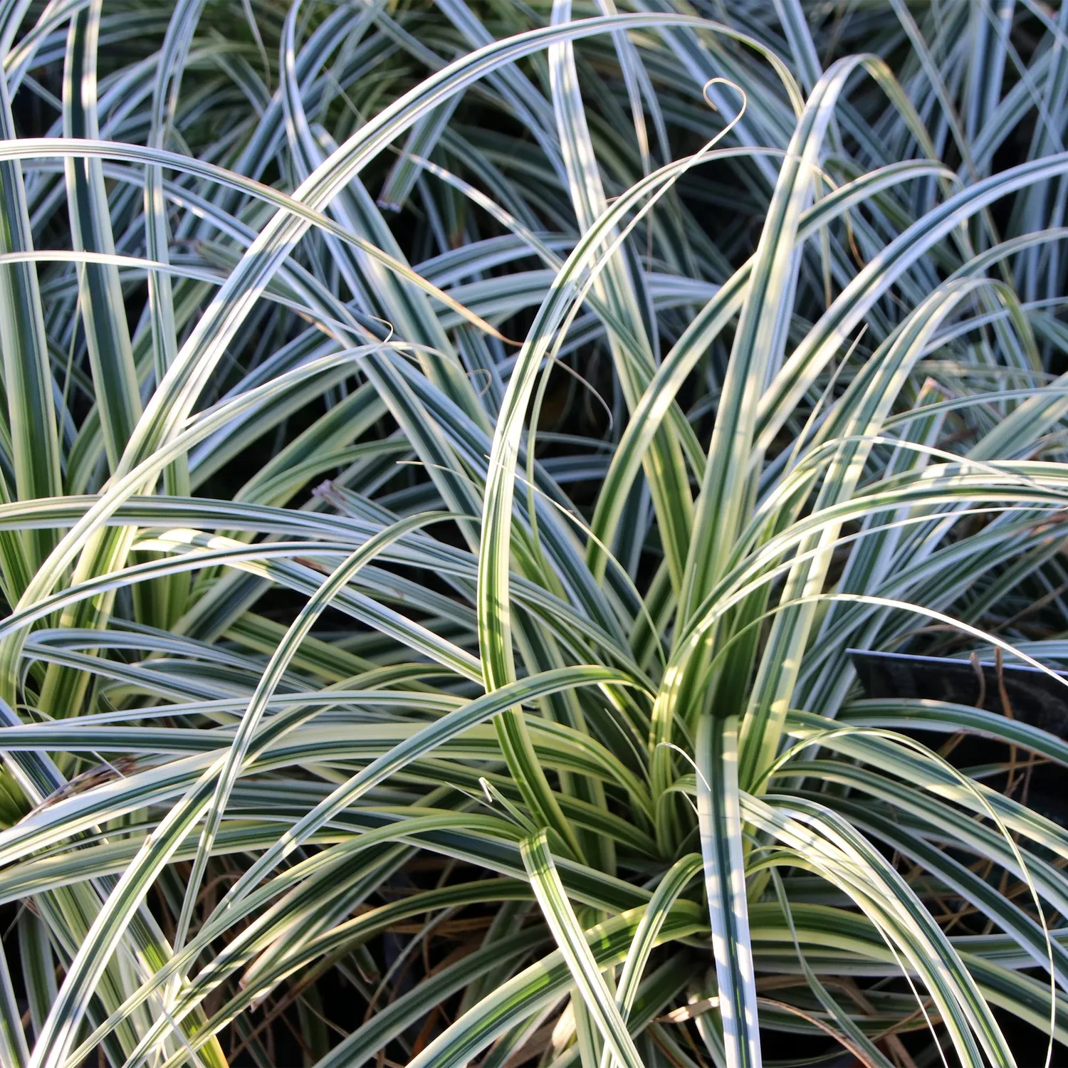Plant and Stories Everest laîche 1 pot 17 cm panachée