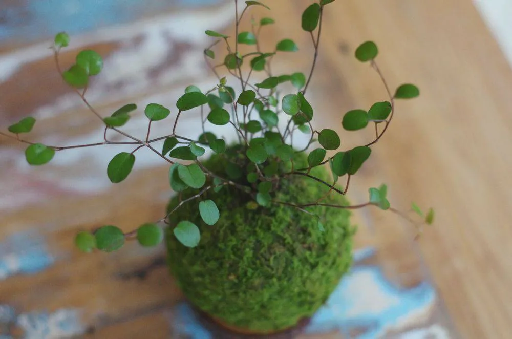 AQUAPHYTE Tesla kokedama Magnet muehlenbeckia fin