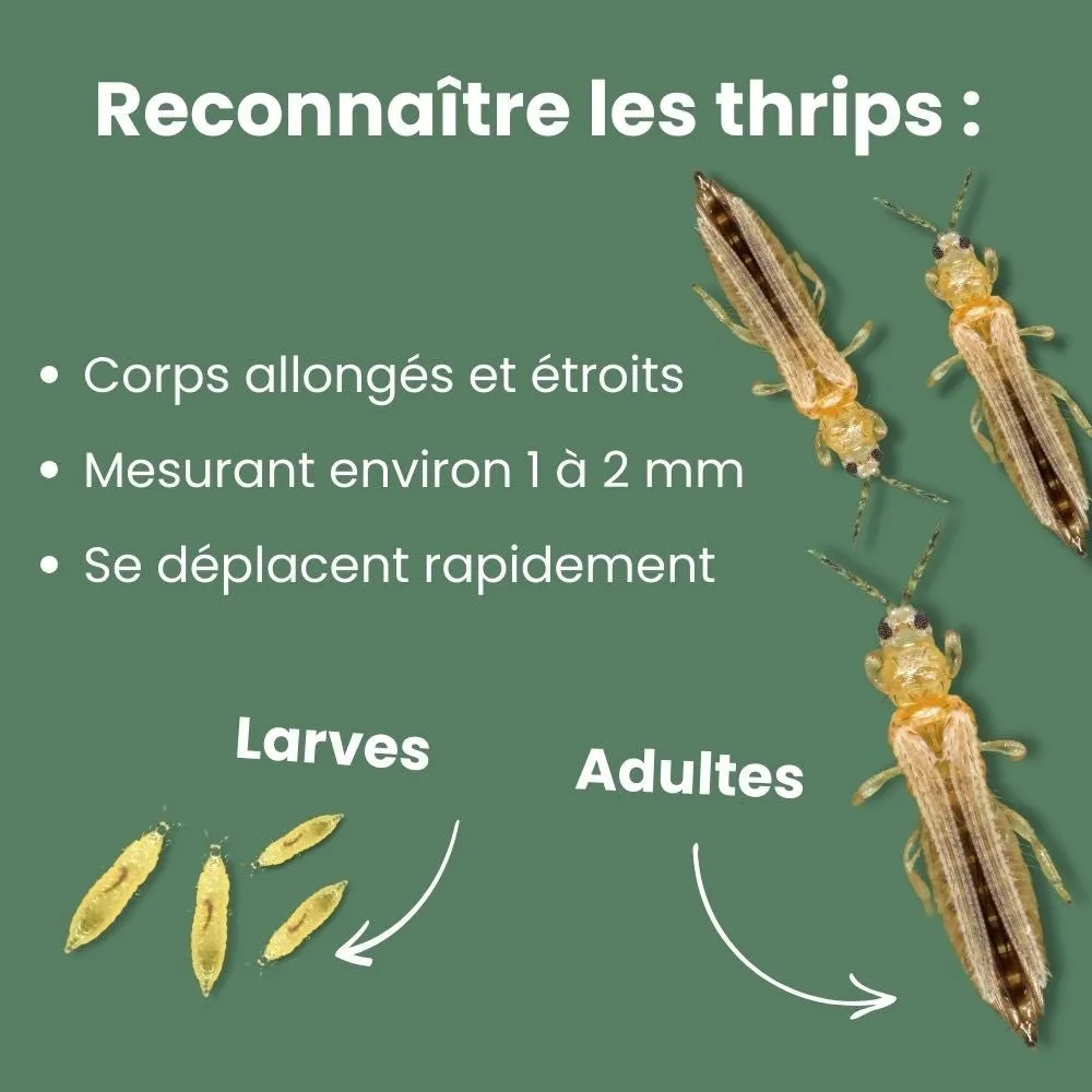 Plant and Stories Duo pièges chromatiques anti-nuisibles 2 couleurs
