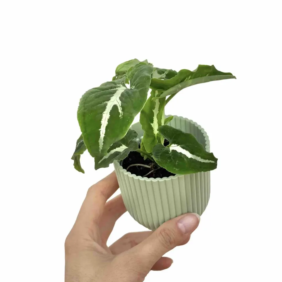 Plant and Stories Syngonium Wendlandii plante pot 6 cm velours