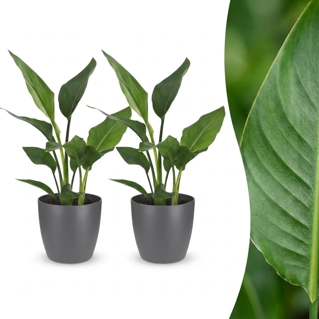 Plant and Stories Reginae strelitzia plante d'intérieur pot 12 cm