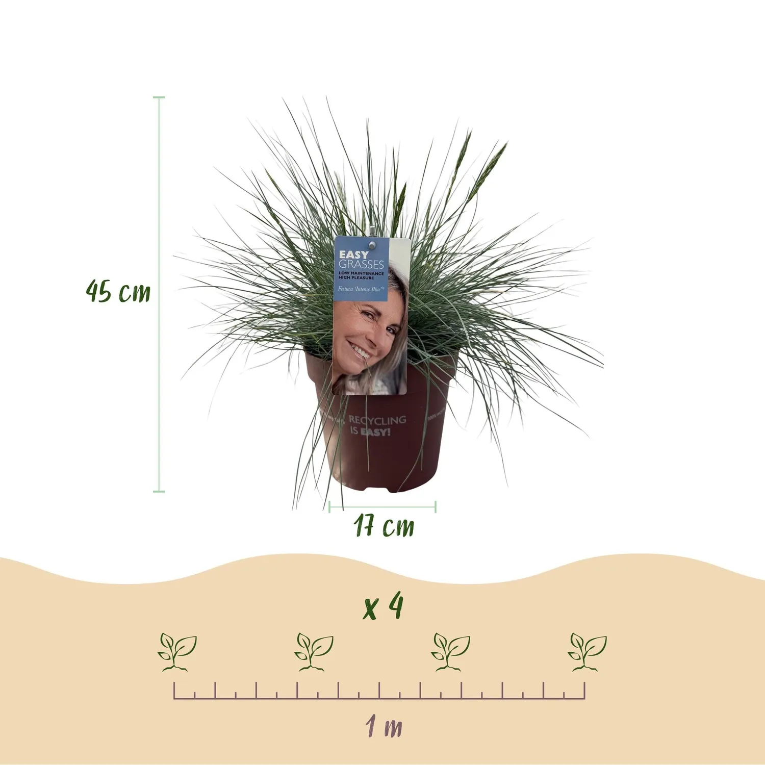 Plant and Stories Festuca Intense Blue graminée pot 17cm