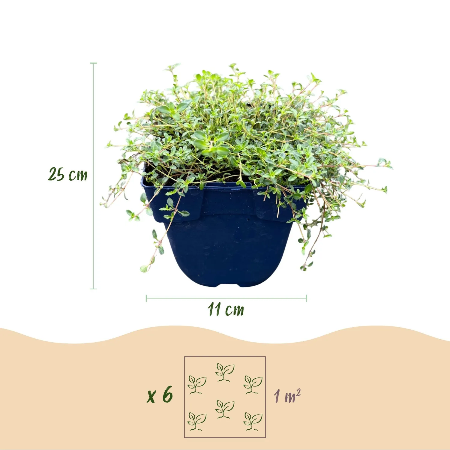 Plant and Stories Thym Minor aromatique pot 11 cm vivace