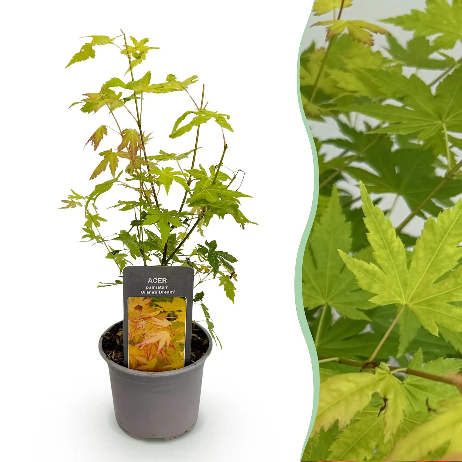 Plant and Stories Orange Dream érable du Japon 1 plant pot 12 cm
