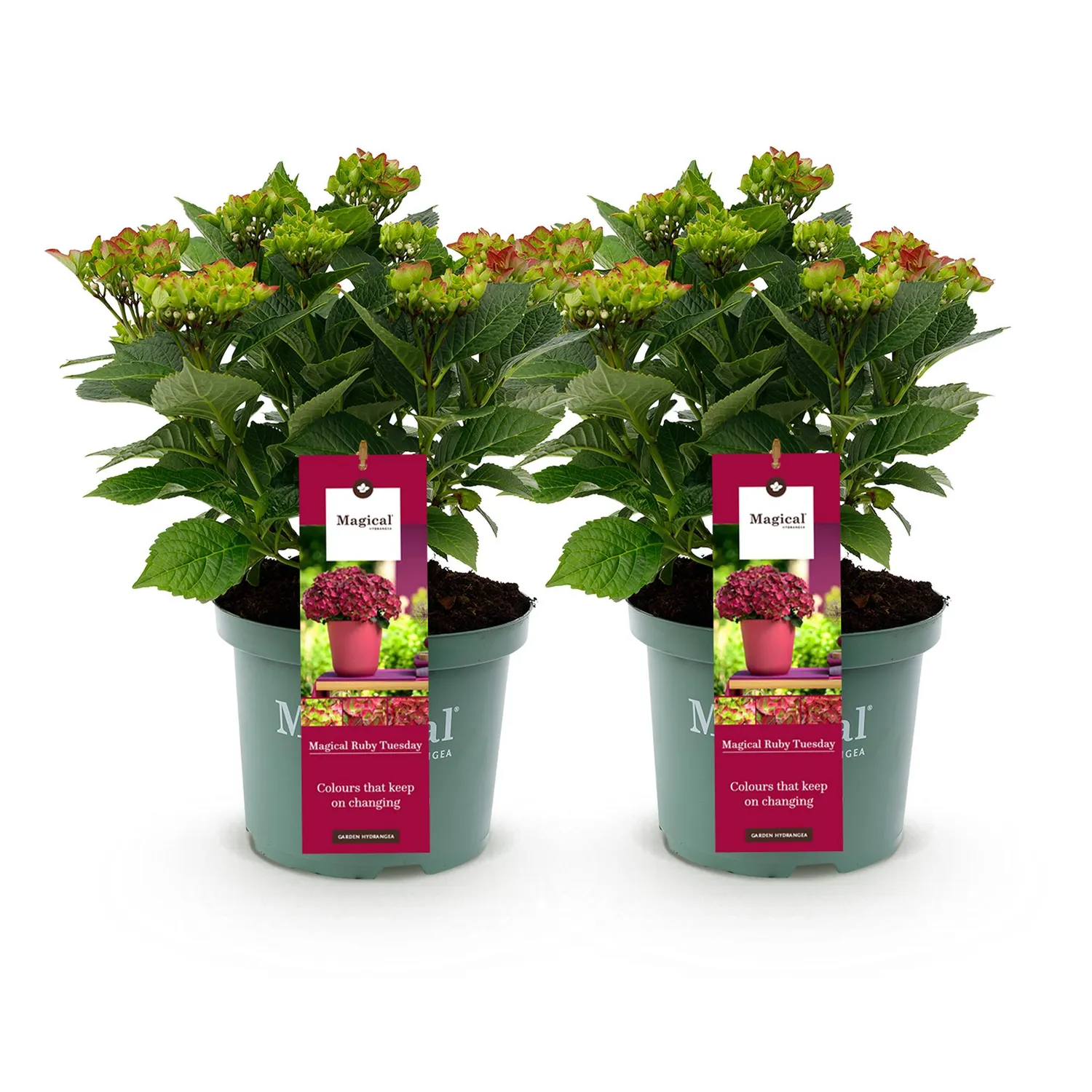 Plant and Stories Hortensia Magical Tuesday arbuste pot 23 cm fleurs rouges