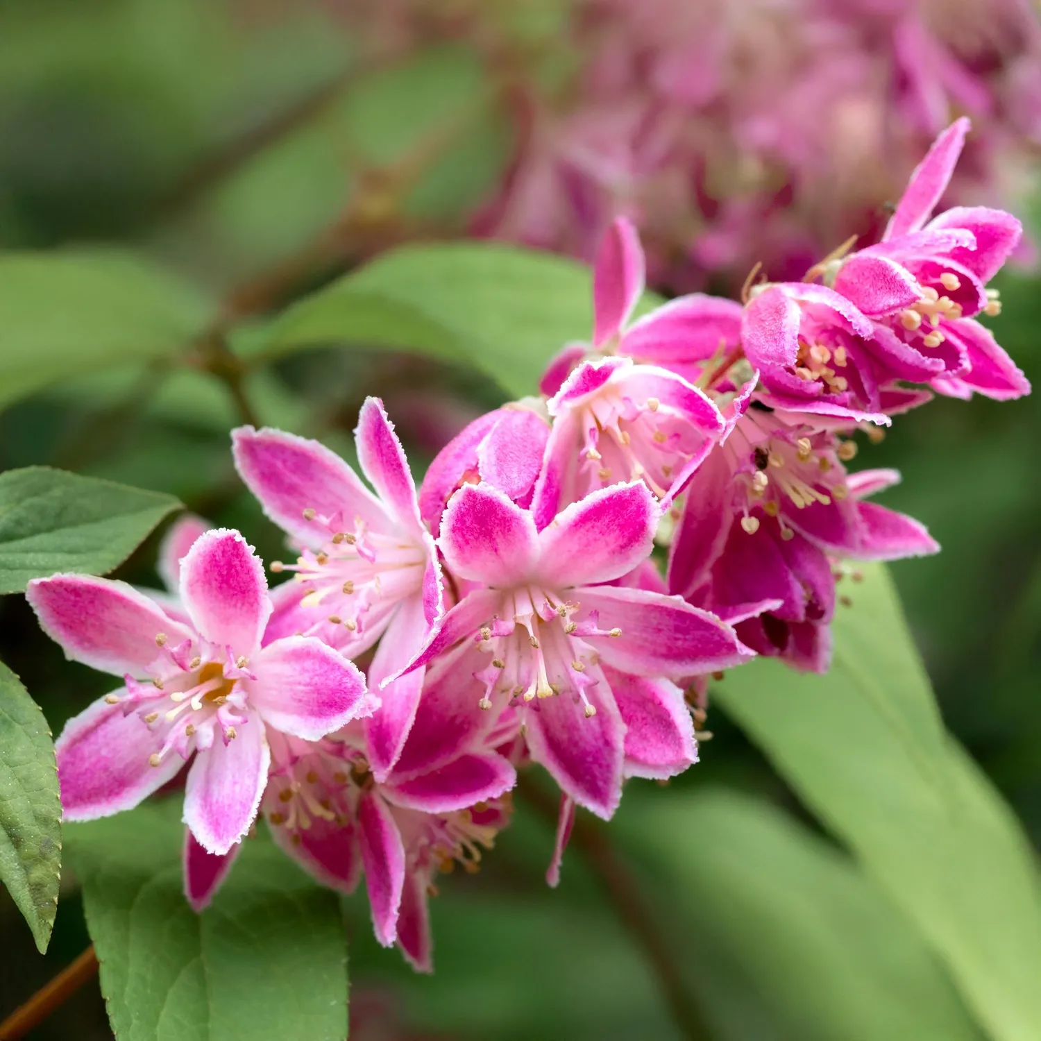 Plant and Stories Deutzia Strawberry Fields arbuste fleuri pot 17 cm