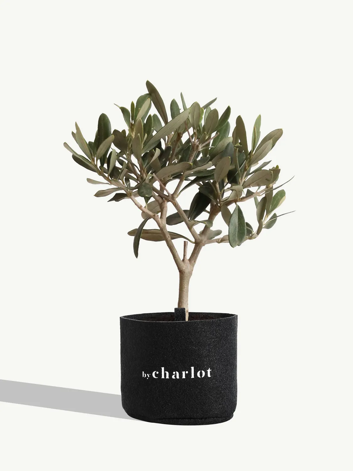 By Charlot Le Philosophe recharge olivier 10 cm