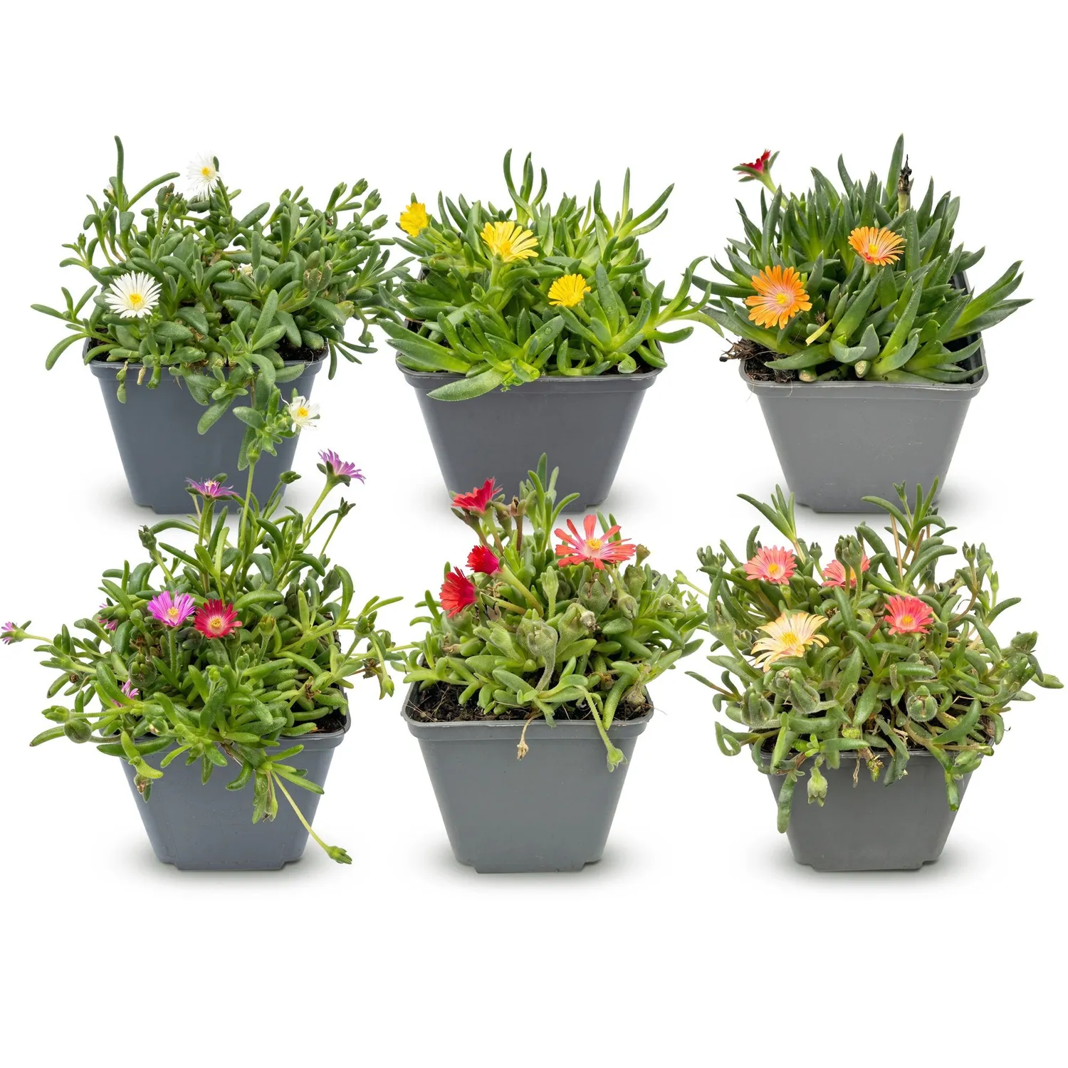 Plant and Stories Delosperma pourpier vivace couvre-sol 6 plants fleuri