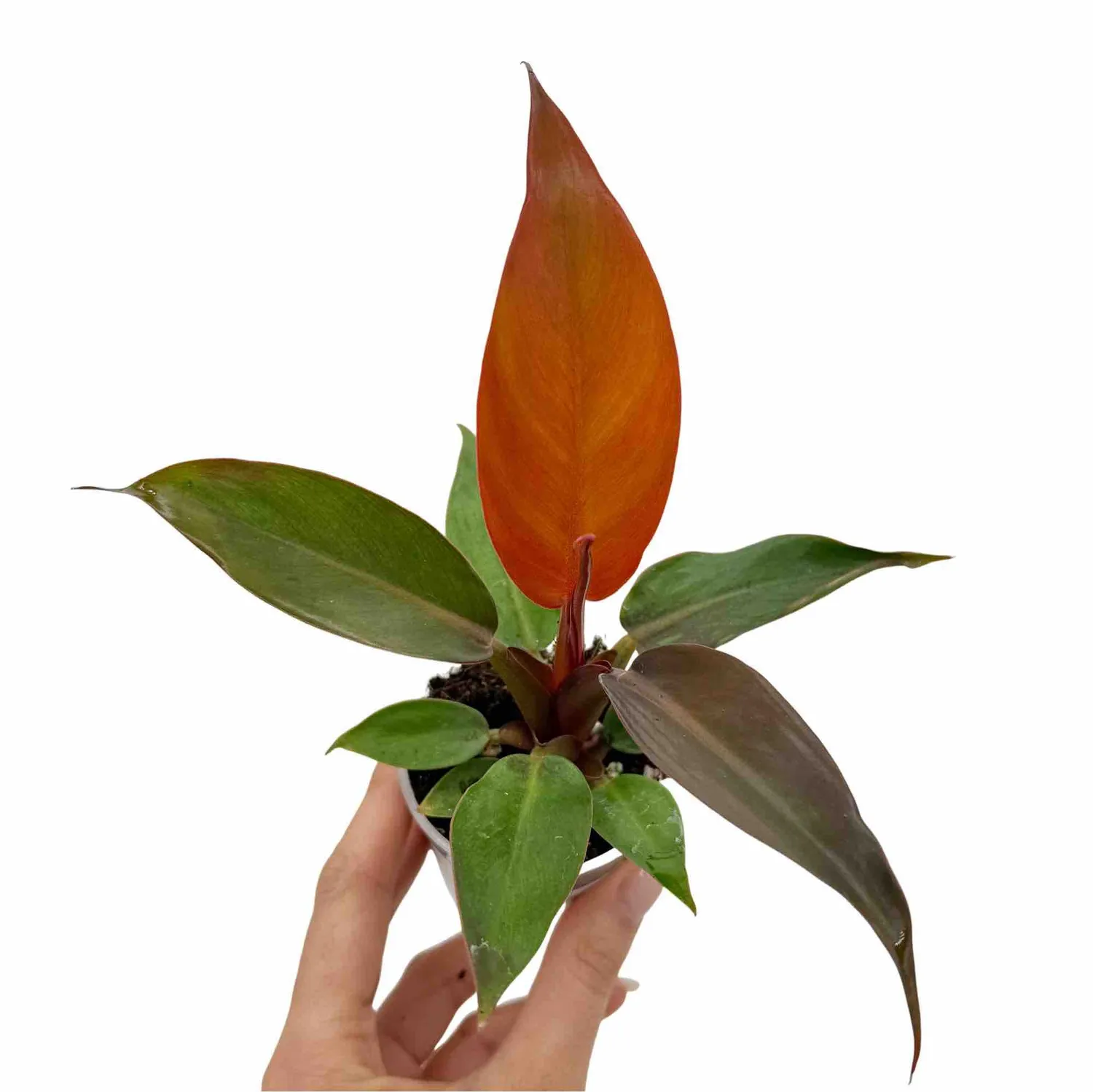 Plant and Stories Philodendron Red Sun plante pot 6 cm cuivré