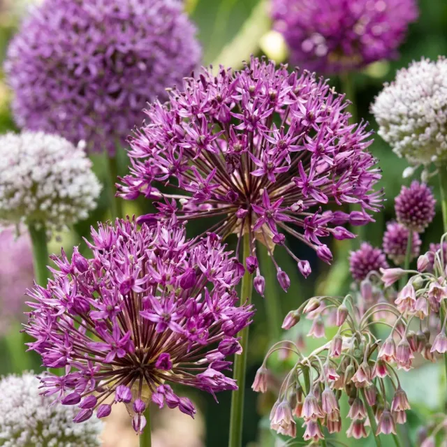 Plant and Stories Allium ail ornement 80 bulbes calibre 10/12