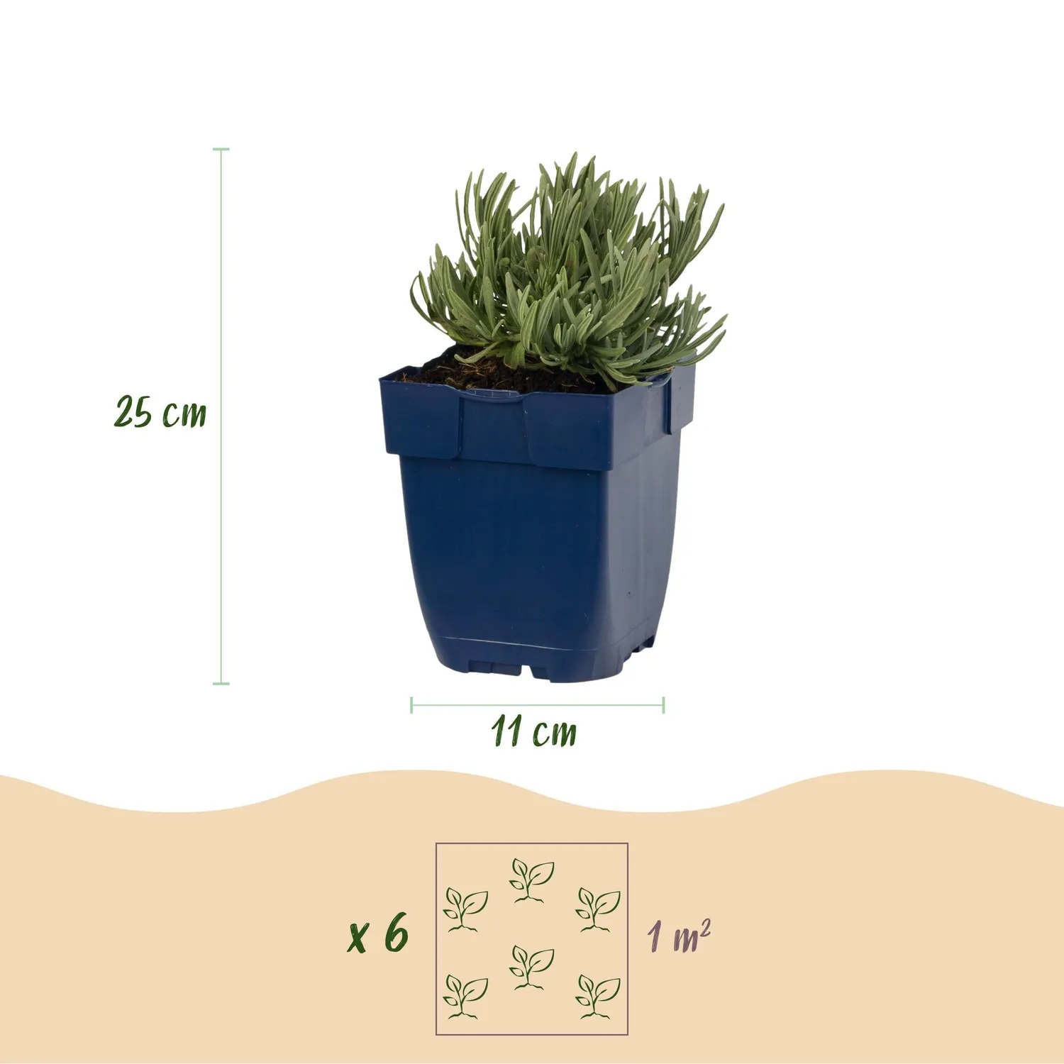 Plant and Stories Lavande Munstead vivace pot 11cm 1 plant