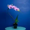 Orchidées de Prestige Spirale 1 phalaenopsis tige spiralée