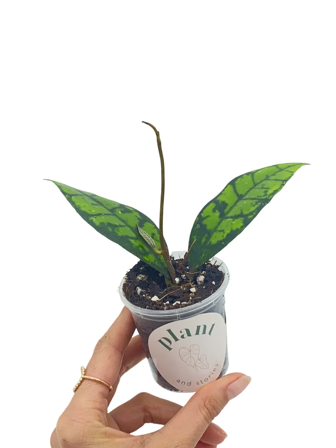 Plant and Stories Meredithii Black Cat hoya pot 9 cm IML 3576