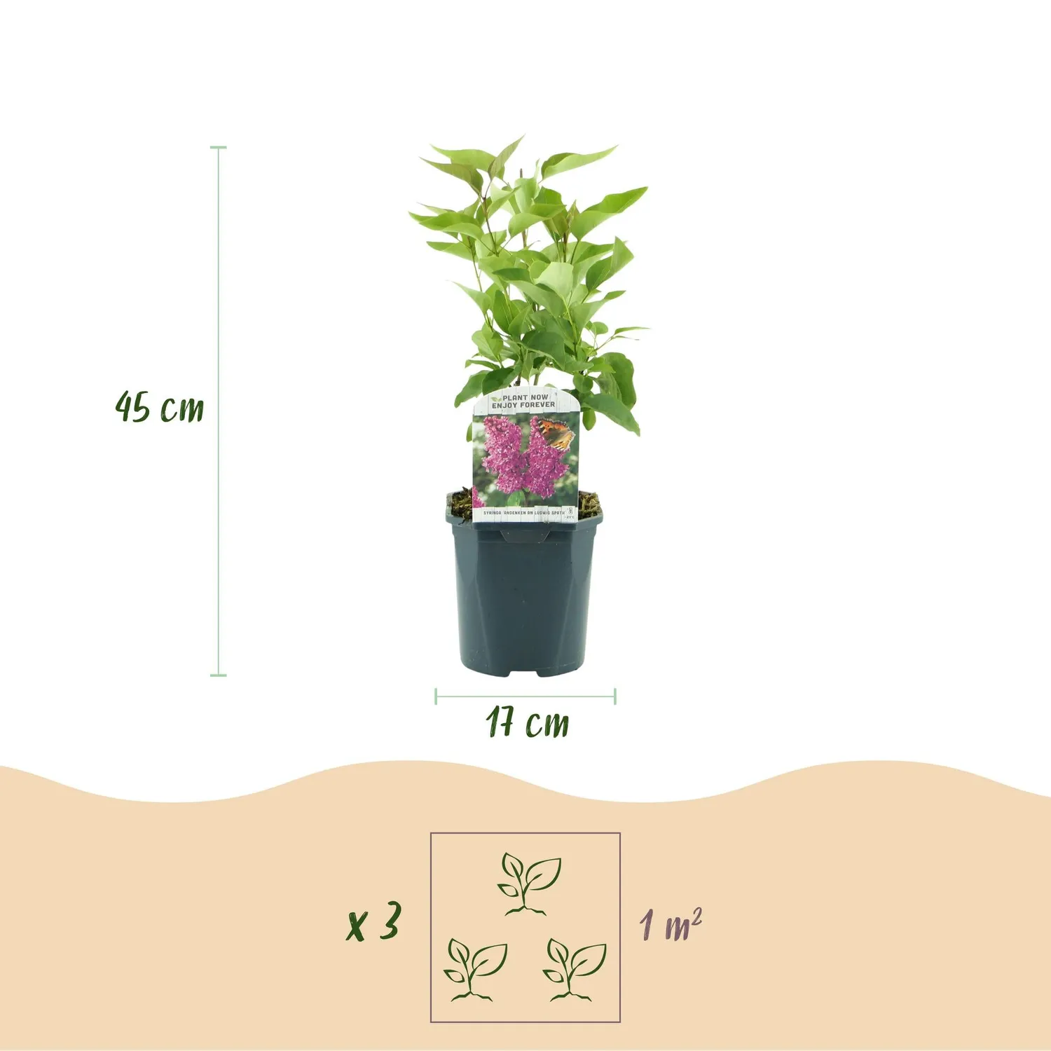 Plant and Stories Lilas Ludwig Späth arbuste pot 17 cm parfumé