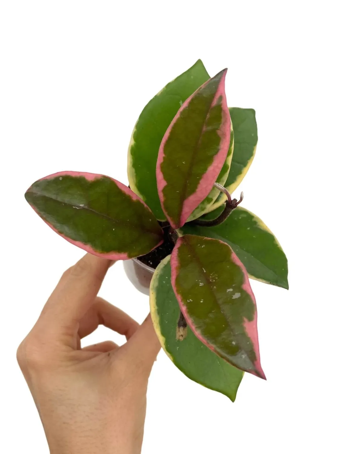 Plant and Stories Hoya Carnosa Flamingo Dream plante 6 cm rose