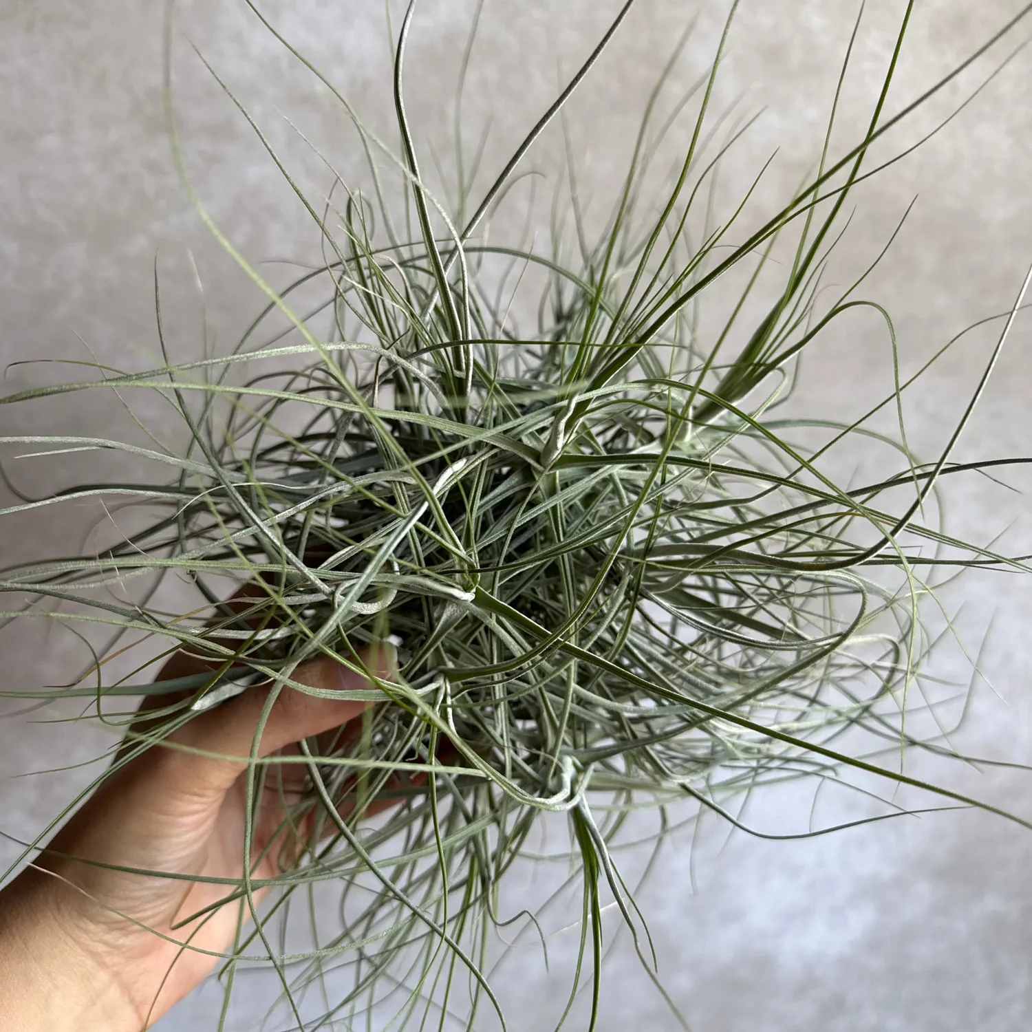 Airplantshop Schiedeana XXL tillandsia 20 cm désert