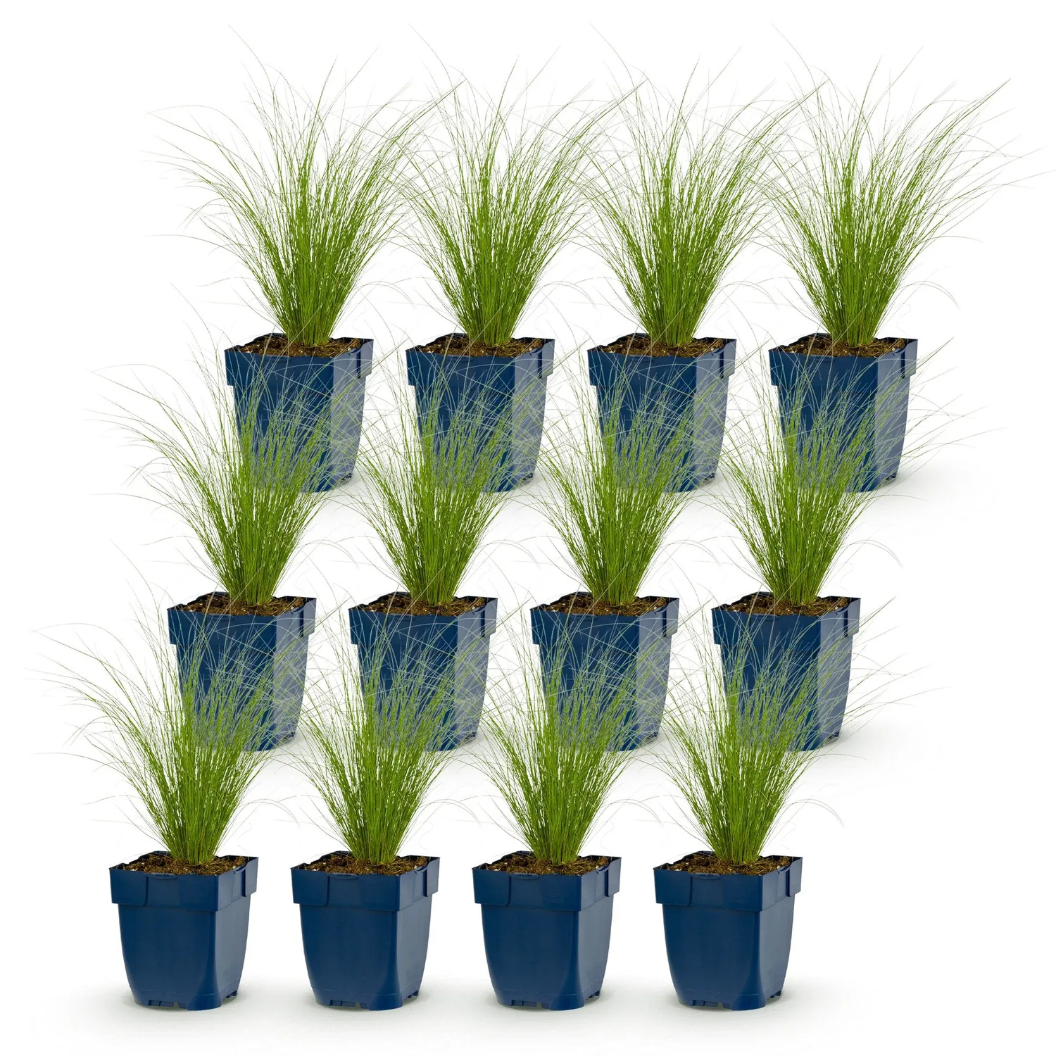 Plant and Stories Ponytails cheveux d'ange graminée 1 plant plein soleil