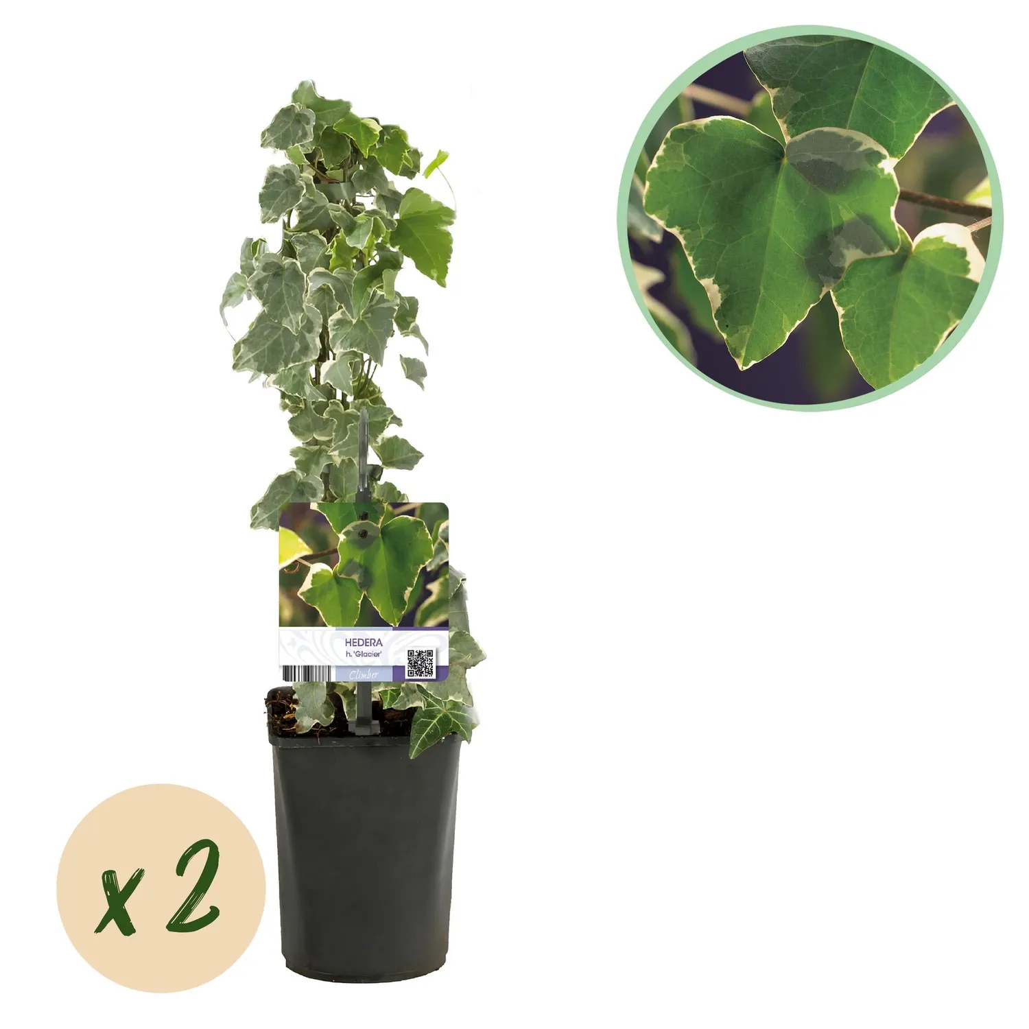 Plant and Stories Glacier lierre grimpant lot 2 ombre