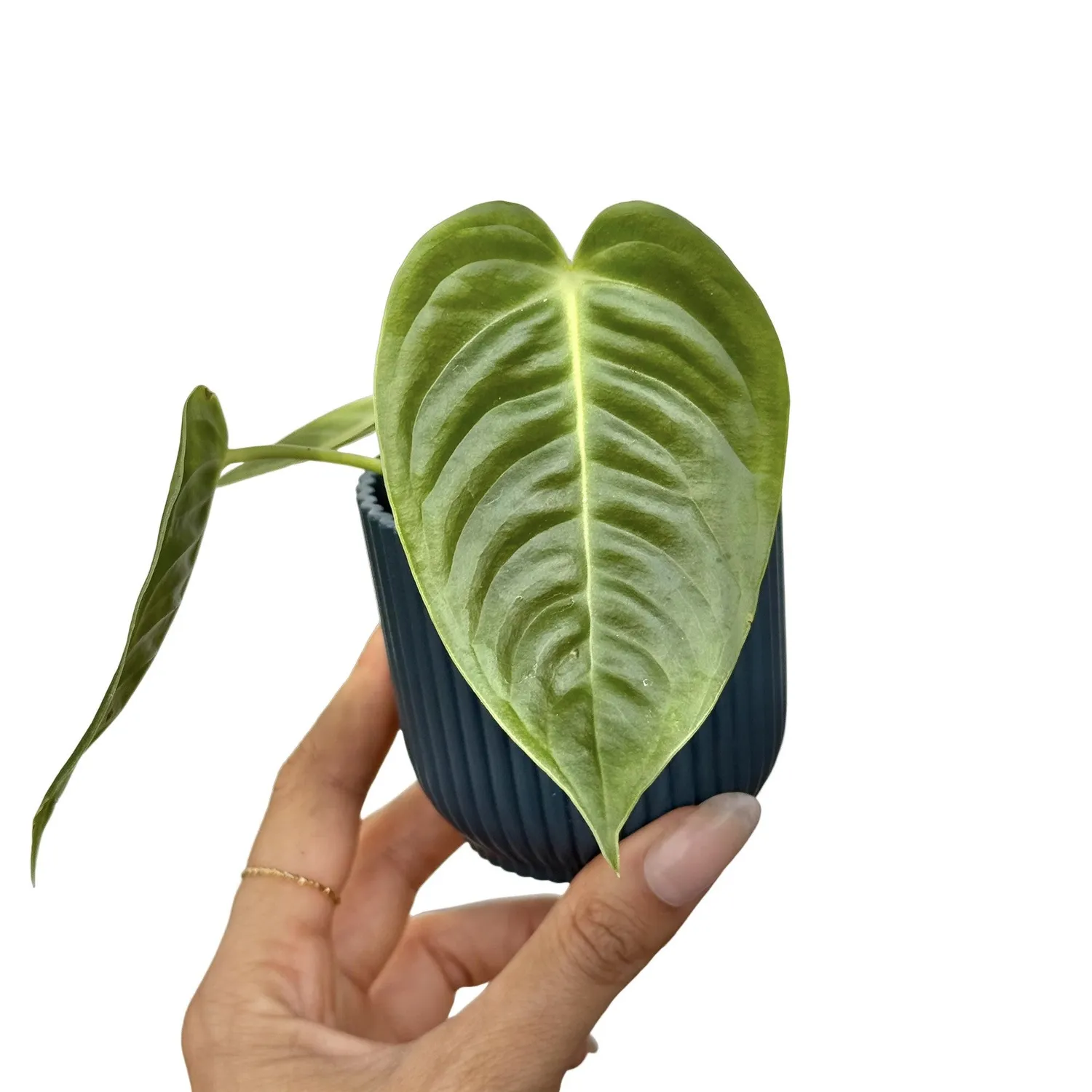 Plant and Stories Anthurium Veitchii plante d'intérieur pot 6 cm